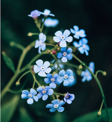 Bloemen om te steunen - vergeet-me-nietje