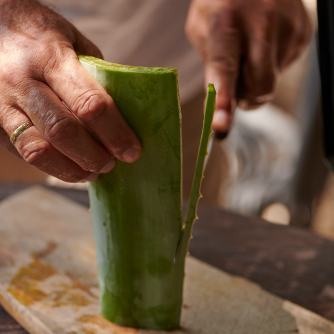 Aloe Vera im Anschnitt auf dem Holztisch