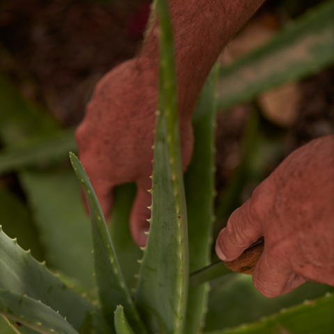 Aloe Vera Abschnitt von der Pflanze