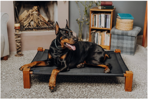 8 Dog Room Ideas: Designing a Haven for Your Furry Friend