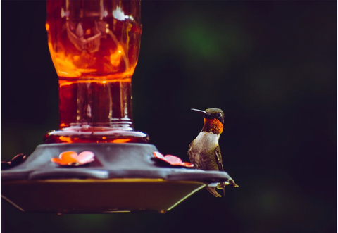 Custom-Engraved Memorial Bird Feeder