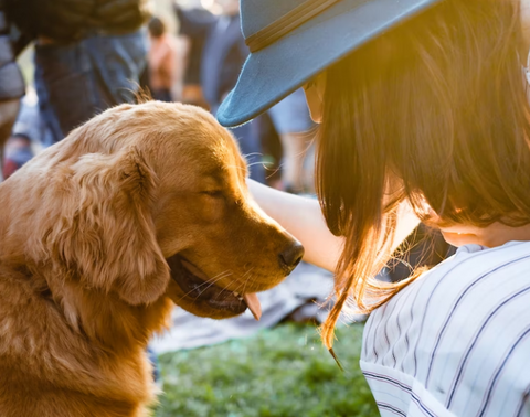 a golden retriever and his owner