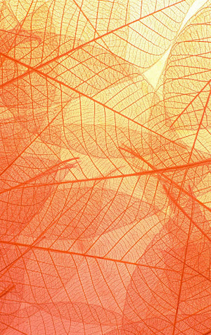 leaves line drawing