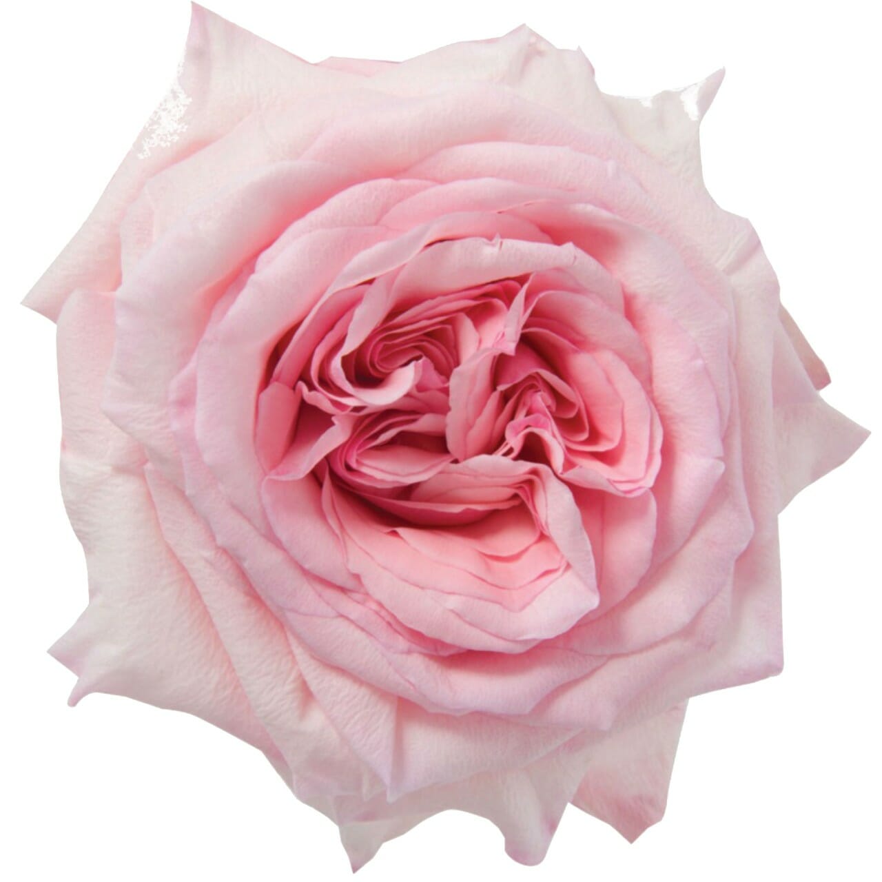 Pink Ohara rose