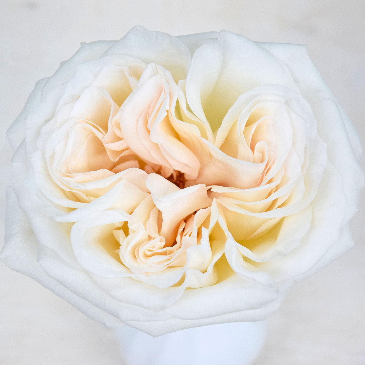 white ohara rose prague delivery