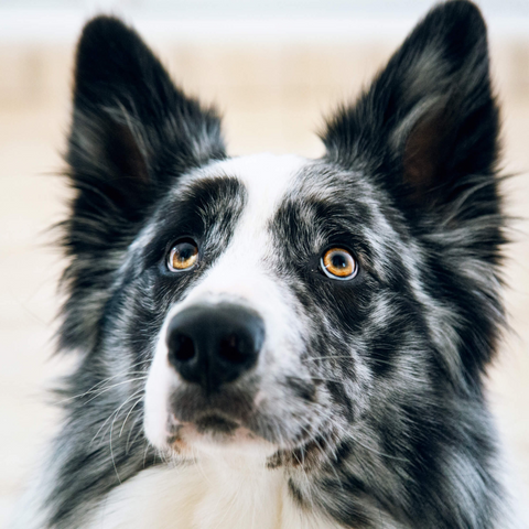 black and white border collie