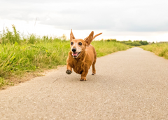 Brown dachshund running down a country road