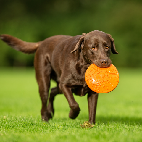 chocolate lab with frisbee