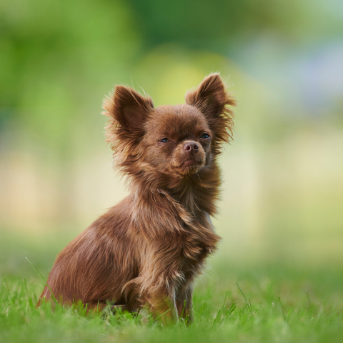 brown chihuahua on the grass