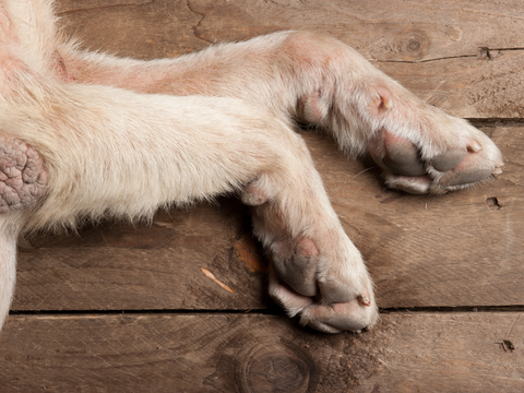 close up of cut nails, good example of dog nail length