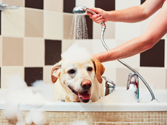 dog getting bathed in tub