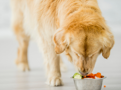 yellow lab eating a healthy meal