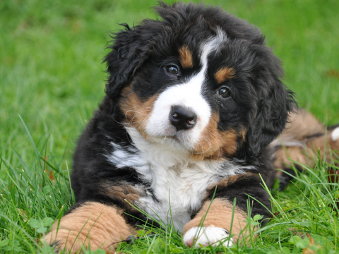 black and brown puppy in the grass