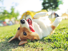 happy dog in the grass