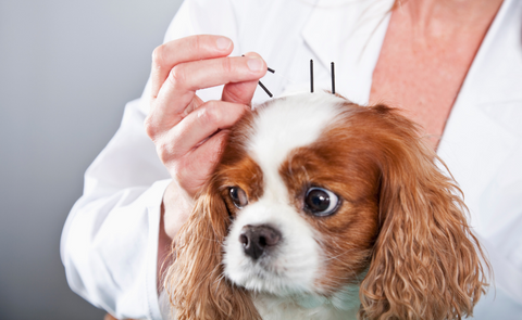 small toy dog breed getting acupuncture treatment