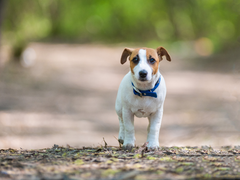 healthy terrier dog running down a trail