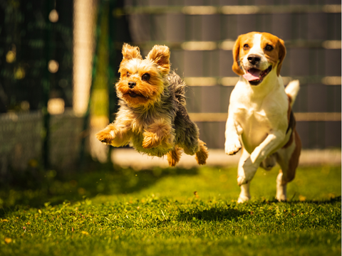 two healthy dogs running