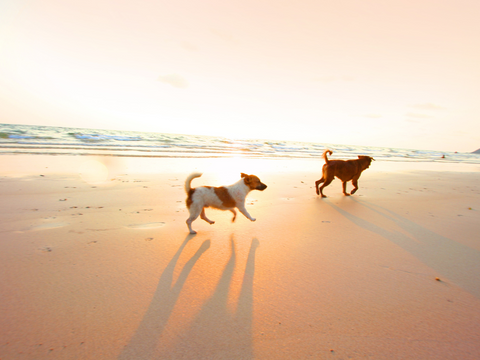 beautiful dogs playing on the beach at sunset