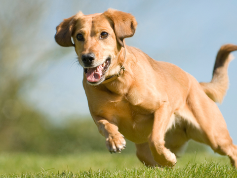 beautiful healthy dog running