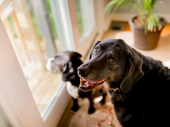 senior lab and puppy