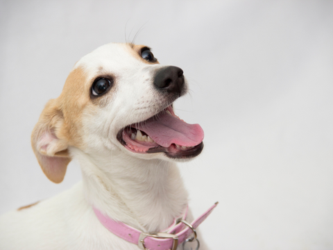 white dog smiling