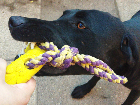 lab playing tug of war