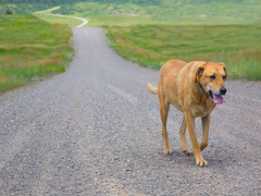 lost dog walking down a road