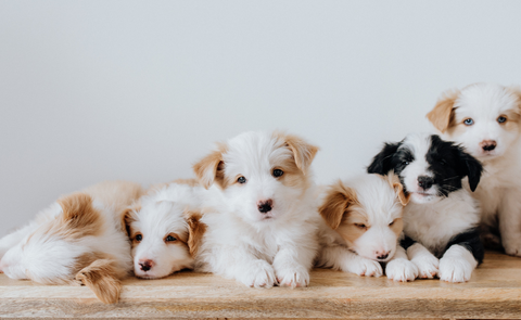 puppies with long soft fur laying together