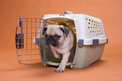 pug in plastic crate