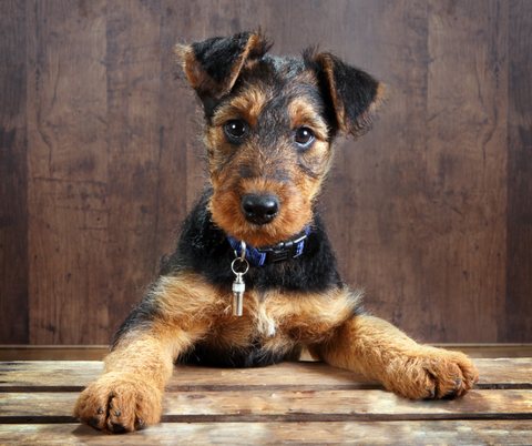 wirey hair dog sitting upright