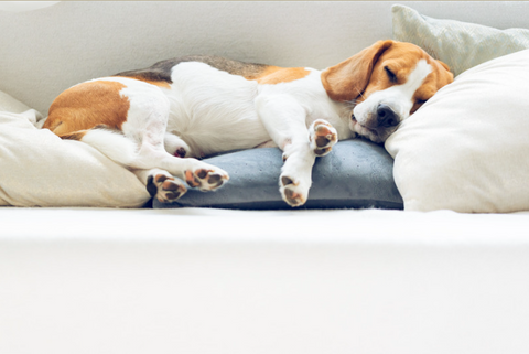 happy dog on a sofa