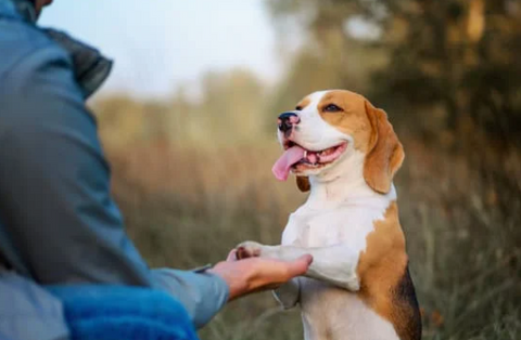 small beagle giving his owner high five