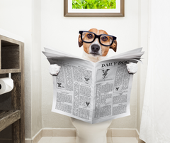 dog on toilet holding newspaper