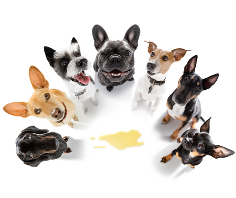 various dogs standing around pool of urine on the floor