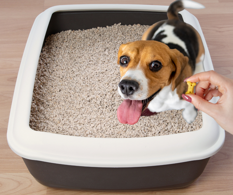 dog using a litter box getting a treat