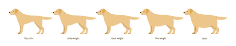 A dog weight chart