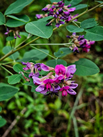 Close up shot of purple flowers