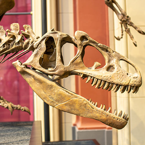 Dinosaur T-rex Skull Bones in Museum Room