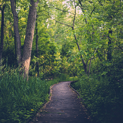 Boardwalk Hiking Trail Through Green Grass and Trees