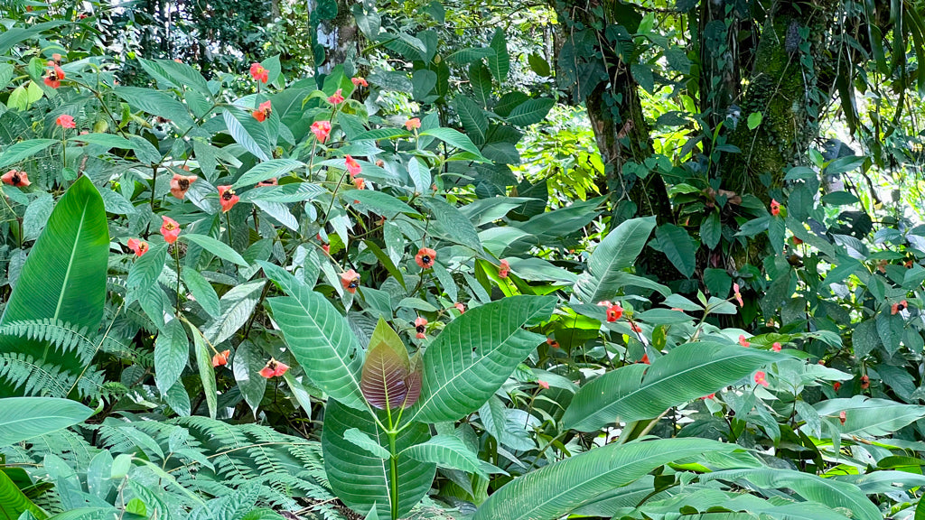 Rich green hues and pops of red: Costa Rican jungle inspiration!