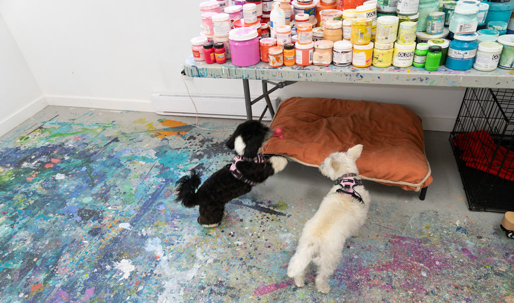 Studio dogs, Iris and Tulip, play in the painting studio of artist Claire Desjardins.