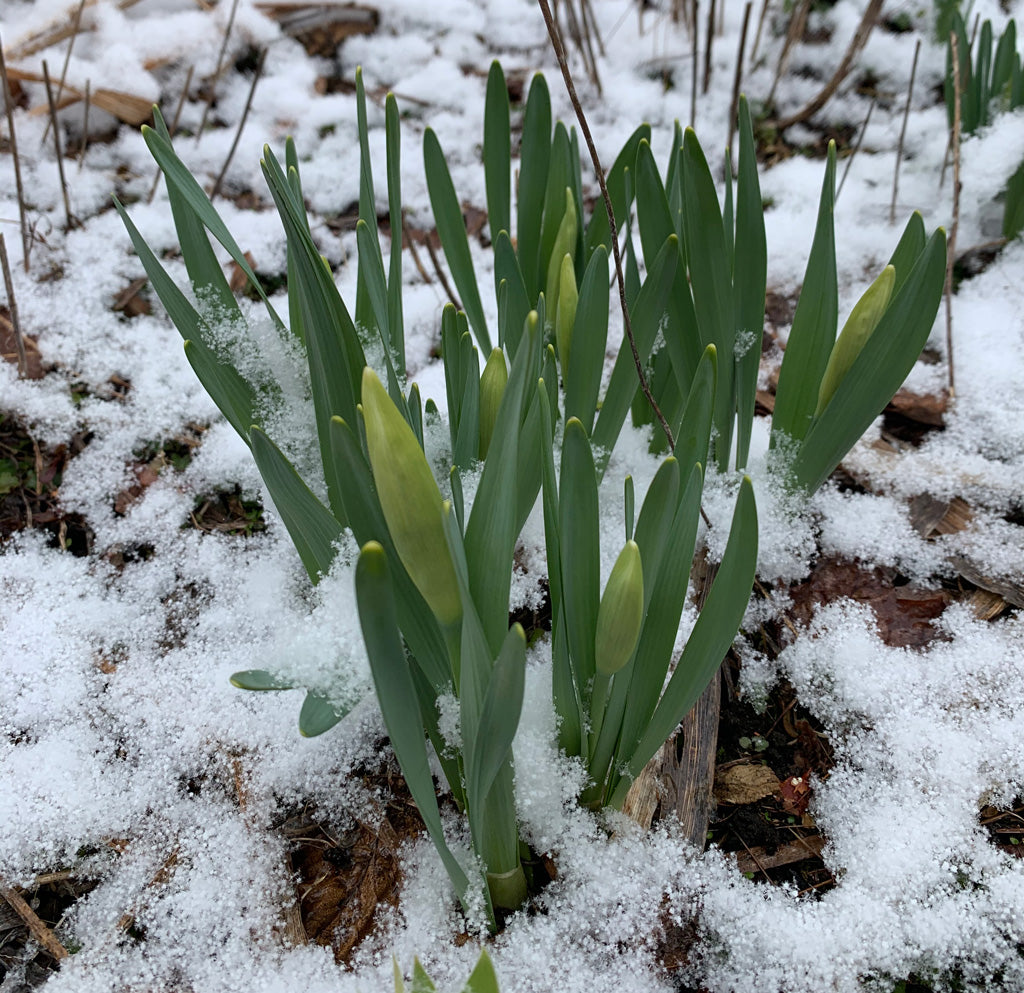 Spring bulbs growing through snow.