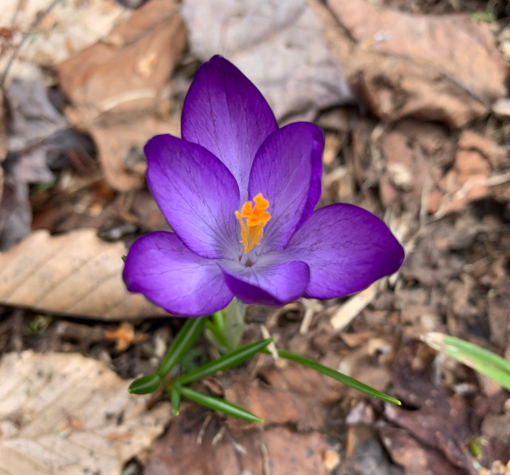 Purple and yellow spring crocus in the garden of artist Claire Desjardins.