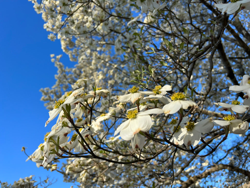 Dogwood blooms in North Carolina.