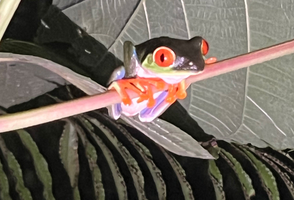 Red-eyed tree frog, Costa Rica