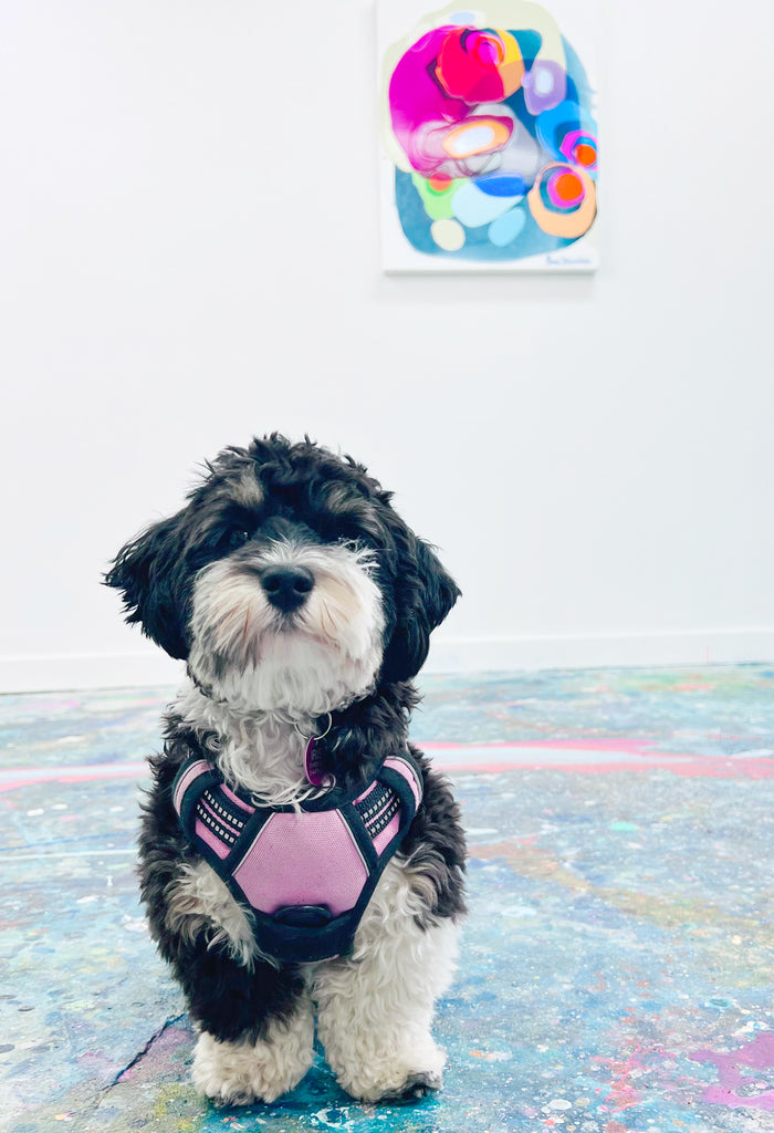 Puppy Iris stands tall in the studio of abstract painter, Claire Desjardins. Colourful abstract painting in background.