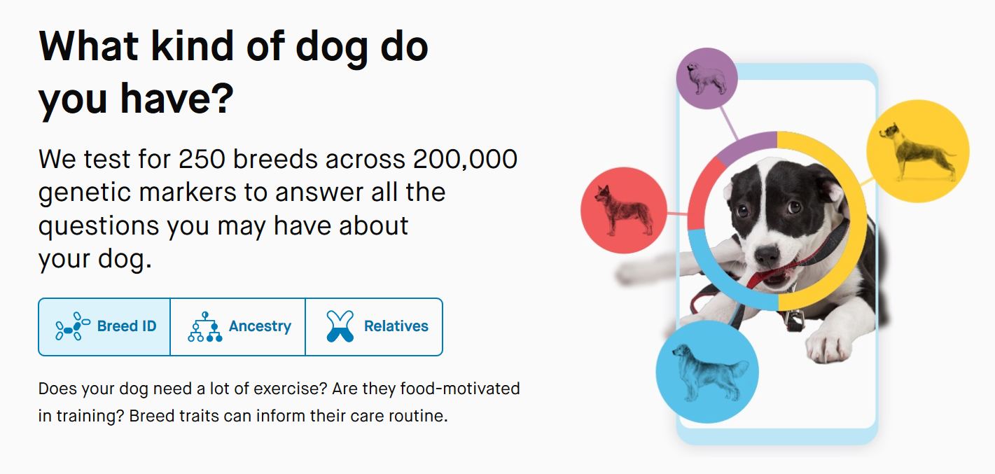 dog dna tests compared