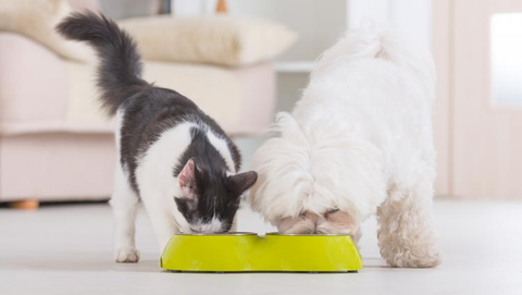 Pet Nutrition