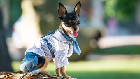 Clothes and Crafts for Your Pets