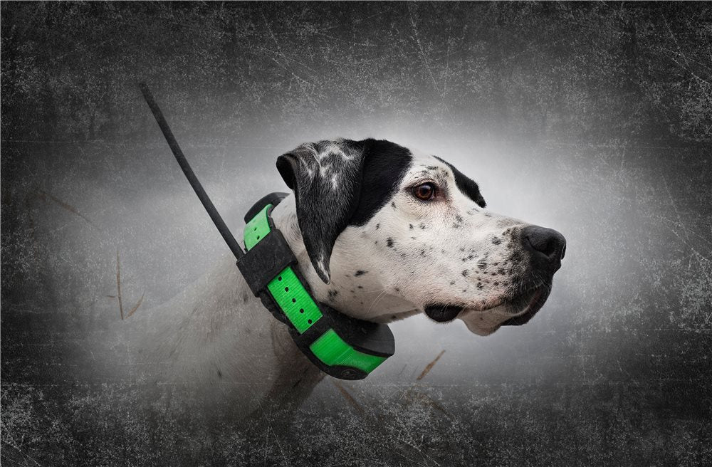 Sportdog Tek 1.5 Gps Tracking Dog Collar - 7 Miles, 12 Dogs - Optional E-collar Training Model